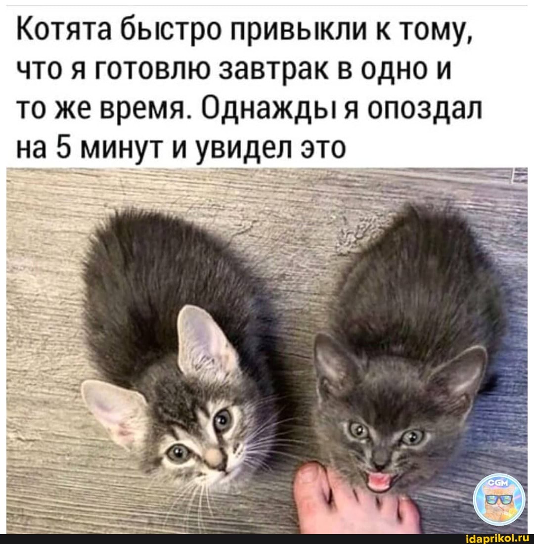 Котята быстро привыкли к тому, что я готовлю завтрак в одно и то же время. Однажды я опоздал
на 5 минут и увидел это