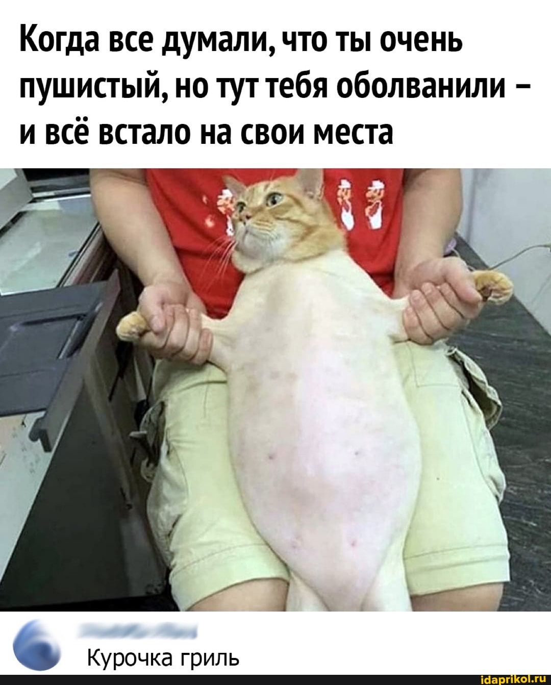 Когда все думали, что ты очень пушистый, но тут тебя оболванили - и всё встало на свои места
Курочка гриль