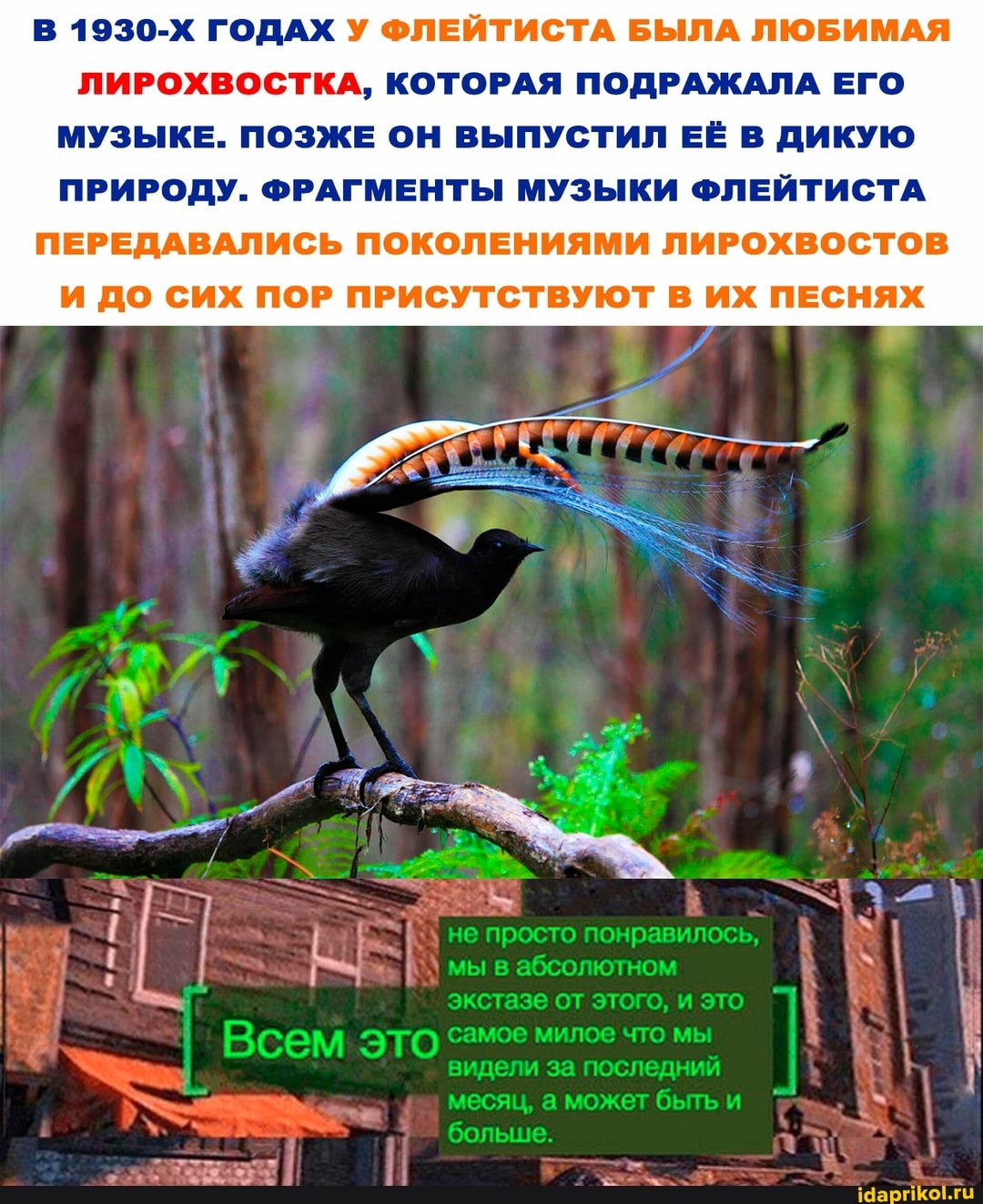 В 1930-Х ГОДАХ У ФЛЕЙТИСТА БЫЛА ЛЮБИМАЯ ЛИРОХВОСТКА, КОТОРАЯ ПОДРАЖАЛА ЕГО
МУЗЫКЕ. ПОЗЖЕ ОН ВЫПУСТИЛ ЕЁ В ДИКУЮ ПРИРОДУ. ФРАГМЕНТЫ МУЗЫКИ ФЛЕЙТИСТА ПЕРЕДАВАЛИСЬ ПОКОЛЕНИЯМИ ЛИРОХВОСТОВ
И ДО СИХ ПОР ПРИСУТСТВУЮТ В ИХ ПЕСНЯХ
не просто понравилось,
от этого, это
месяц, может быть
мы абсолютном
Всем ЭТО милов что мы
больше.