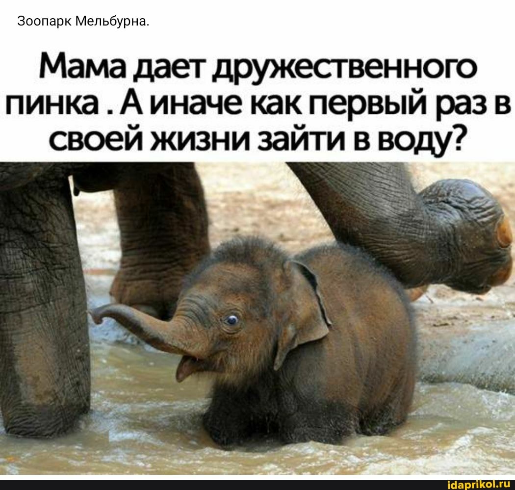 Зоопарк Мельбурна.
Мама дает дружественного пинка .А иначе как первый раз в своей жизни зайти в воду?