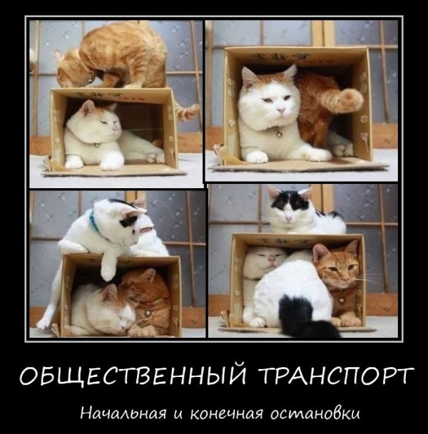ОБЩЕСТВЕННЫЙ ТРАНСПОРТ
Начальная и конечная осилановки - Общественный транспорт начальная и конечная остановки
