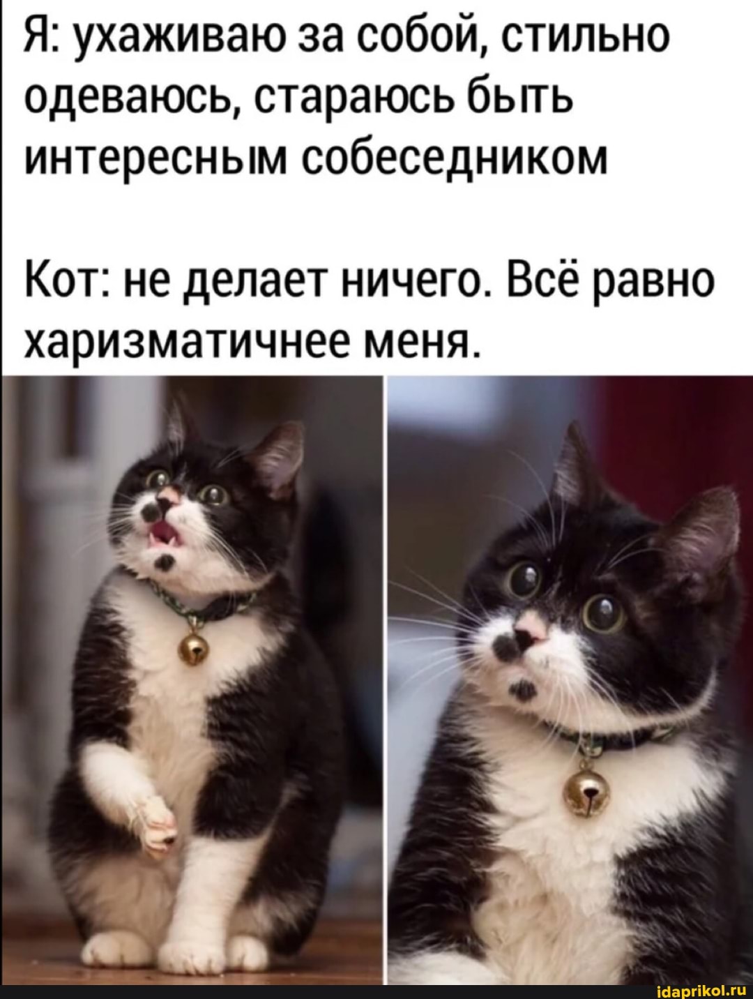 Я: ухаживаю за собой, стильно одеваюсь, стараюсь быть интересным собеседником
Кот: не делает ничего. Все равно харизматичнее меня.