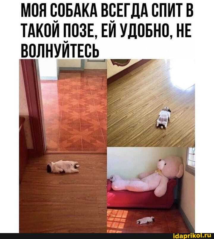 МОЯ СОБАКА ВСЕГДА СПИТ В ТАКОЙ ПОЗЕ, ЕЙ УДОБНО, НЕ ВОЛНУЙТЕСЬ _