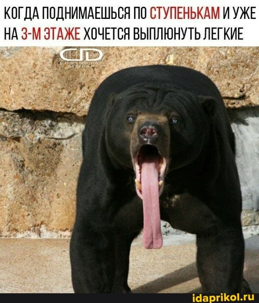 КОГДА ПОДНИМАЕШЬСЯ ПО СТУПЕНЬКАМ И УЖЕ
НА 3-М ЭТАЖЕ ХОЧЕТСЯ ВЫПЛЮНУТЬ ЛЕГКИЕ