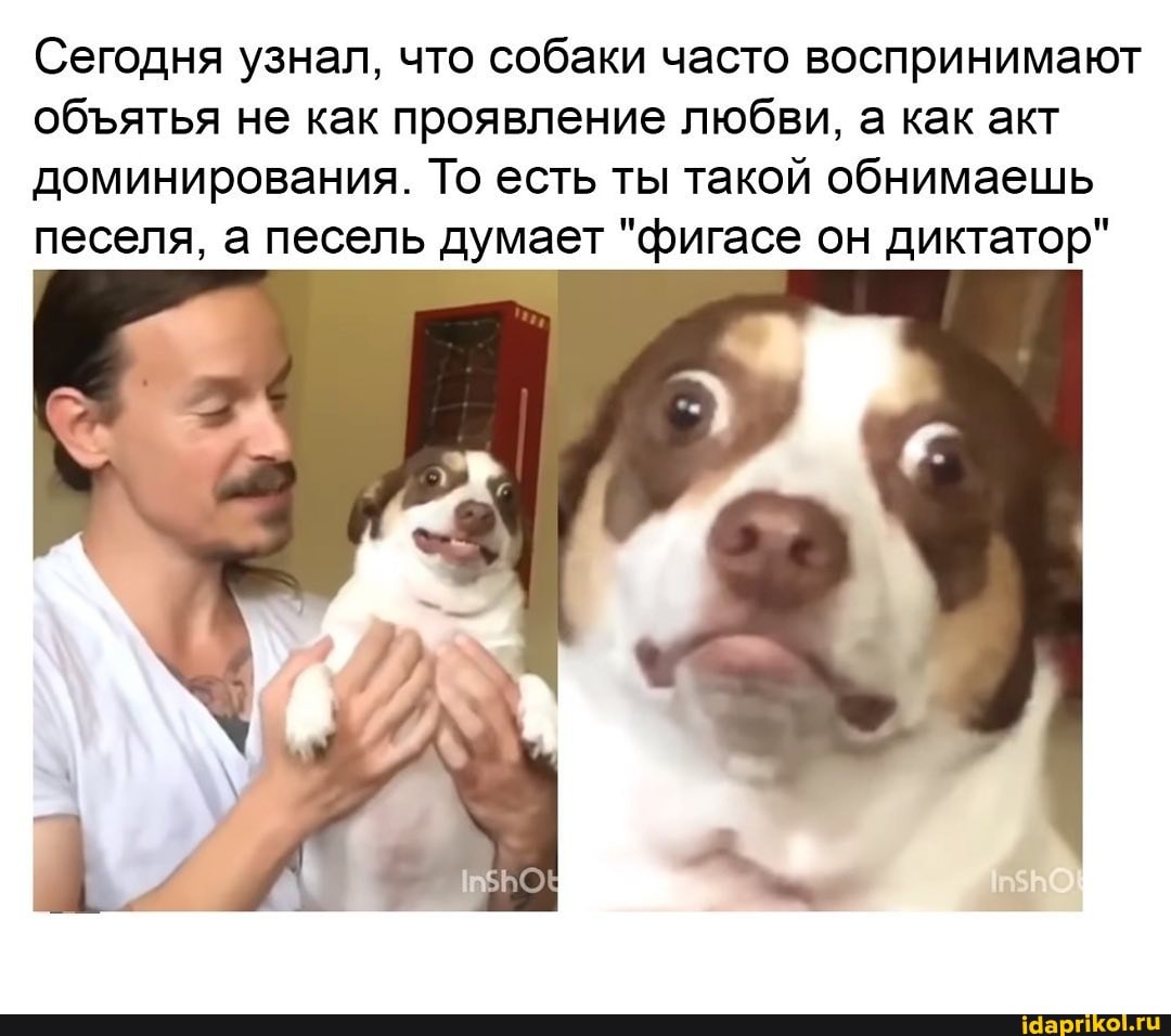 Сегодня узнал, что собаки часто воспринимают обятья не как проявление любви, а как акт доминирования. То есть ты такой обнимаешь песеля, а песель думает "фигасе он диктатор"