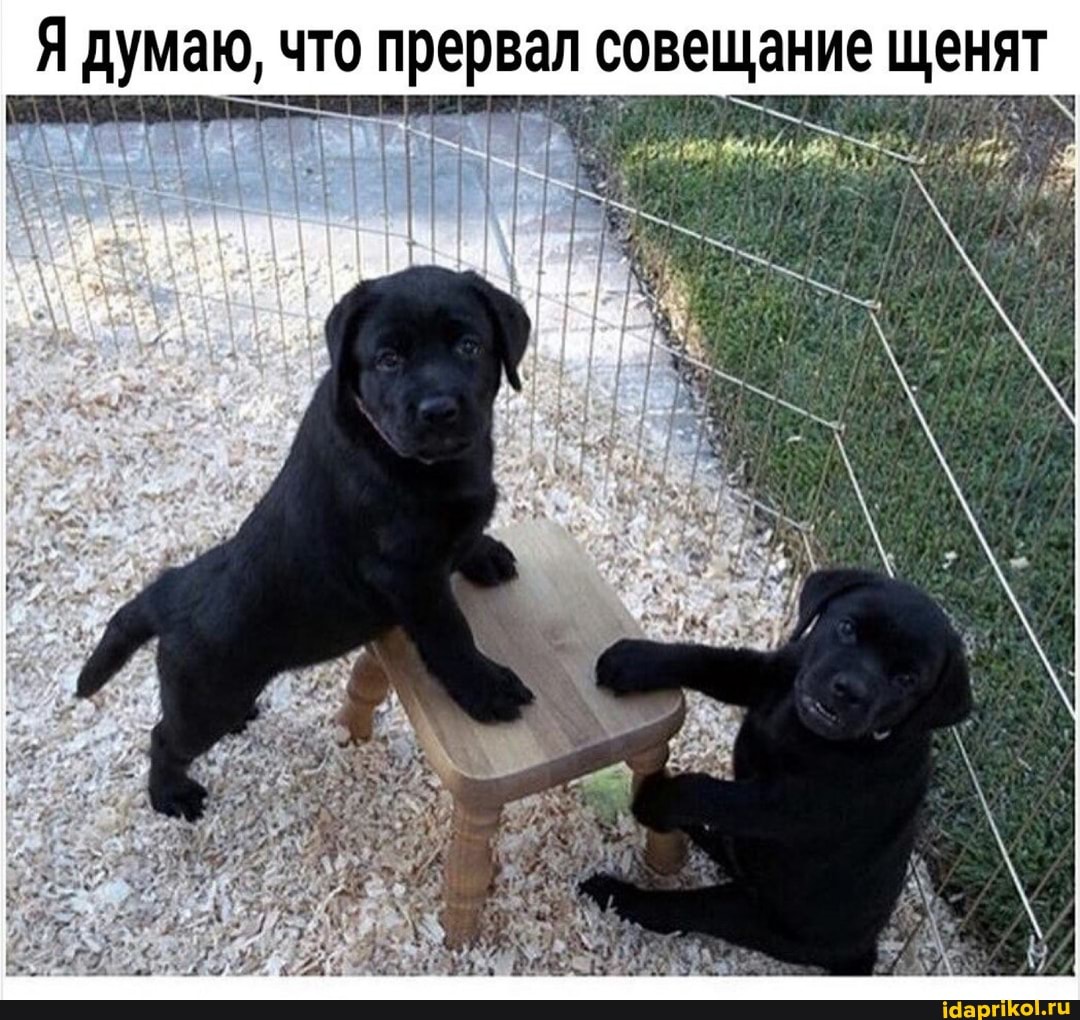 Я думаю, что прервал совещание щенят