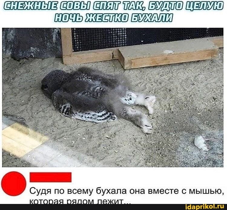 Судя по всему бухала она вместе мышью,
