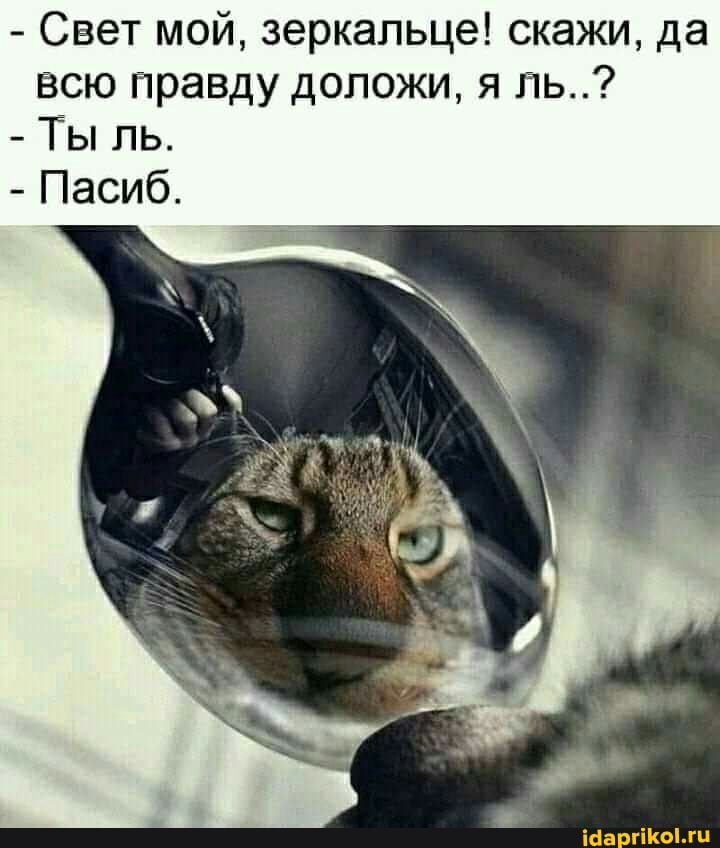 - Свет мой, зеркальце! скажи, да всю правду доложи, я ль..?
- Ты ль.
- Пасиб.