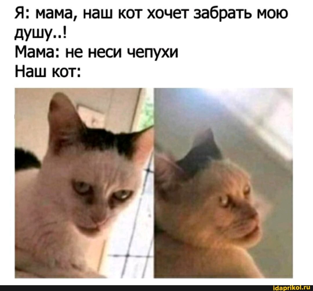 Я: мама, наш кот хочет забрать мою душу..!
Мама: не неси чепухи
Наш кот: