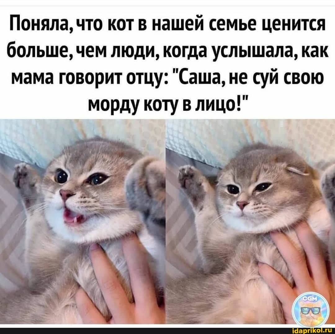 Поняла, что кот в нашей семье ценится больше, чем люди, когда услышала, как мама говорит отцу: "Саша, не суй свою
морду коту в лицо!"