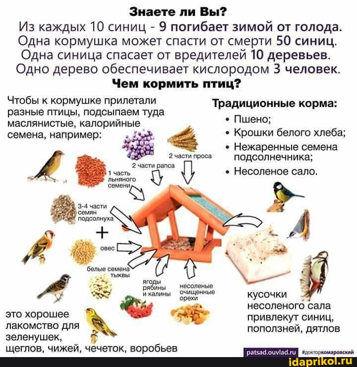 Знаете ли Вы?
Из каждых 10 синиц - 9 погибает зимой от голода.
Одна кормушка может спасти от смерти 50 синиц.
Одна синица спасает от вредителей 10 деревьев.
Одно дерево обеспечивает кислородом 3 человек.
Чем кормить птиц?
Чтобы к кормушке прилетали Традиционные корма: разные птицы, подсыпаем туда маслянистые, калорийные * Пшено;
семена, например: Крошки белого хлеба;
Нежаренные семена подсолнечника;
2 части проса:
подсолнечника;
2 части рапса
1 часть. Несоленое сало.
ЛЬНЯНОГО семени,
рябины несоленые
икалины очищенные кусочки
несоленого сала это хорошее привлекут синиц, лакомство для поползней, дятлов зеленушек,
щеглов, чижей, чечеток, воробьев