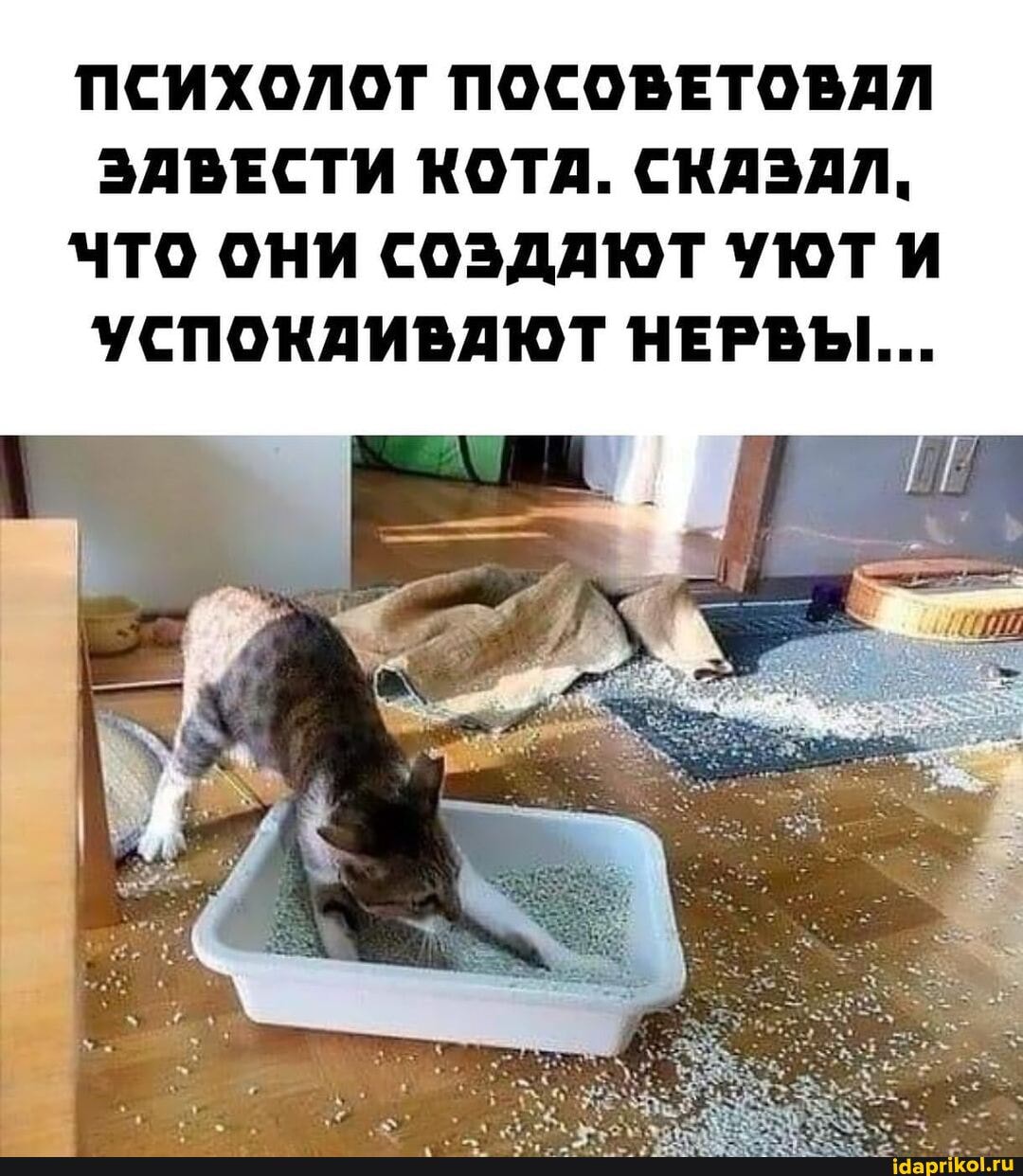 ПСИХОЛОГ ПОСОВЕТОВАЛ ЗАВЕСТИ КОТА. СКАЗАЛ.
ЧТО ОНИ СОЗДАЮТ УЮТ УСПОКАИВАЮТ НЕРВЫ...