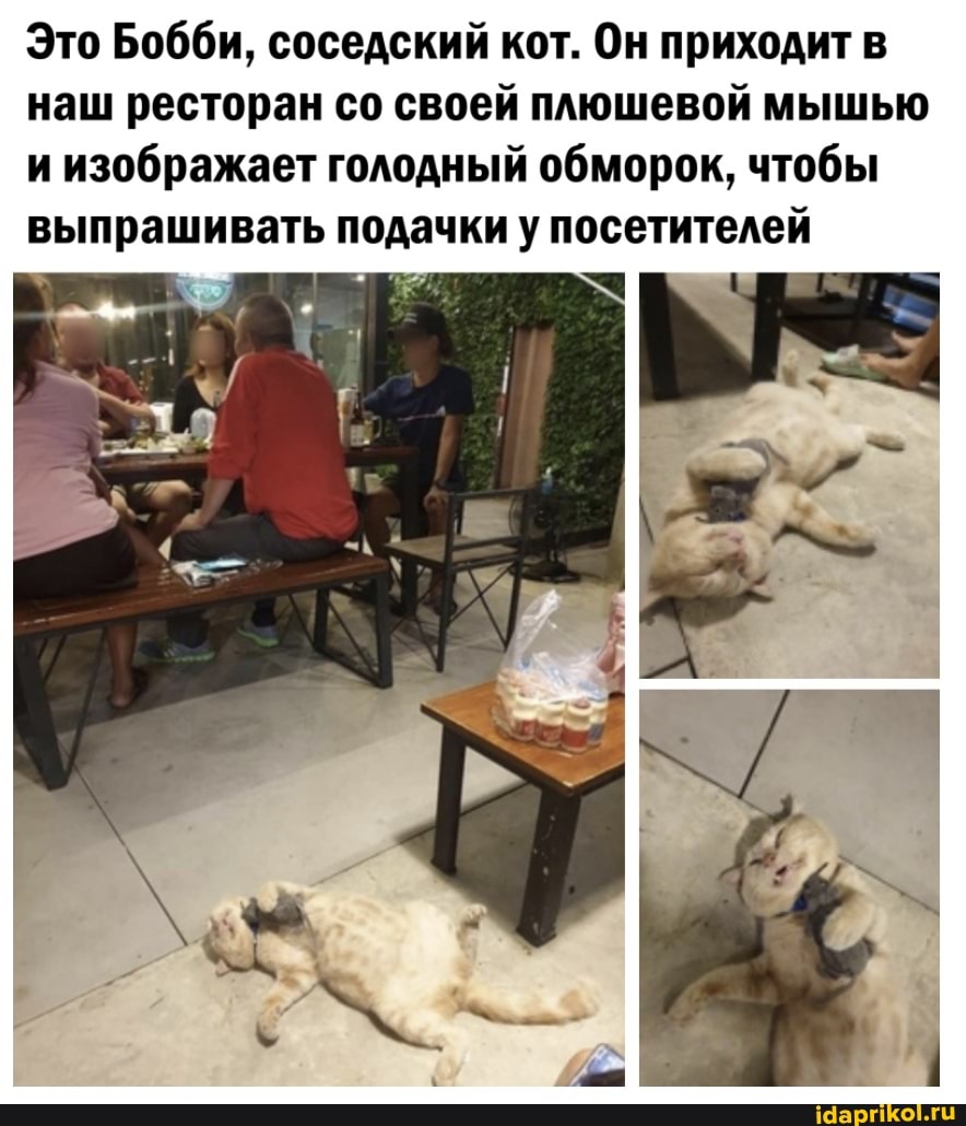 Это Бобби, соседский кот. Он приходит в наш ресторан со своей плюшевой мышью и изображает голодный обморок, чтобы выпрашивать подачки у посетителей
