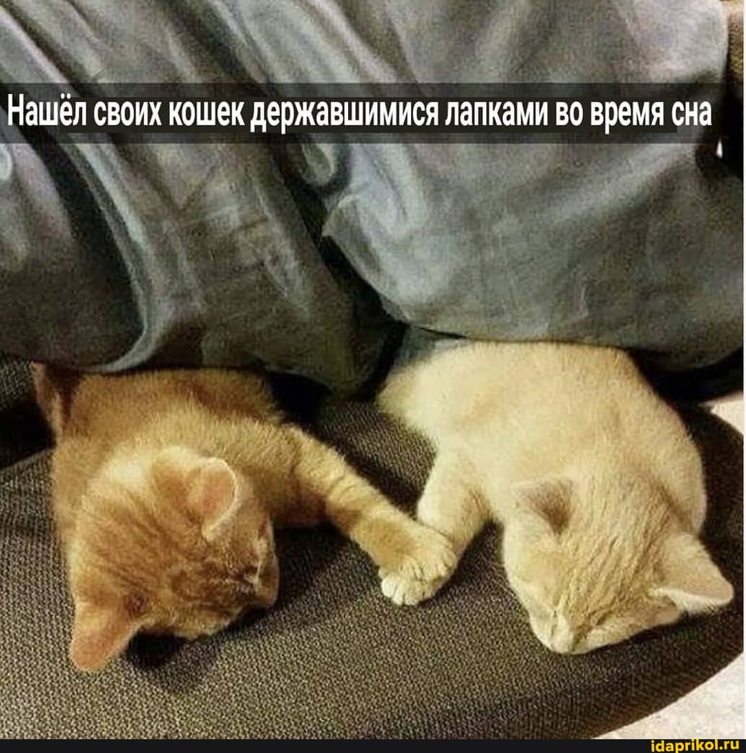 Нашёл своих кошек державшимися лапками во время сна