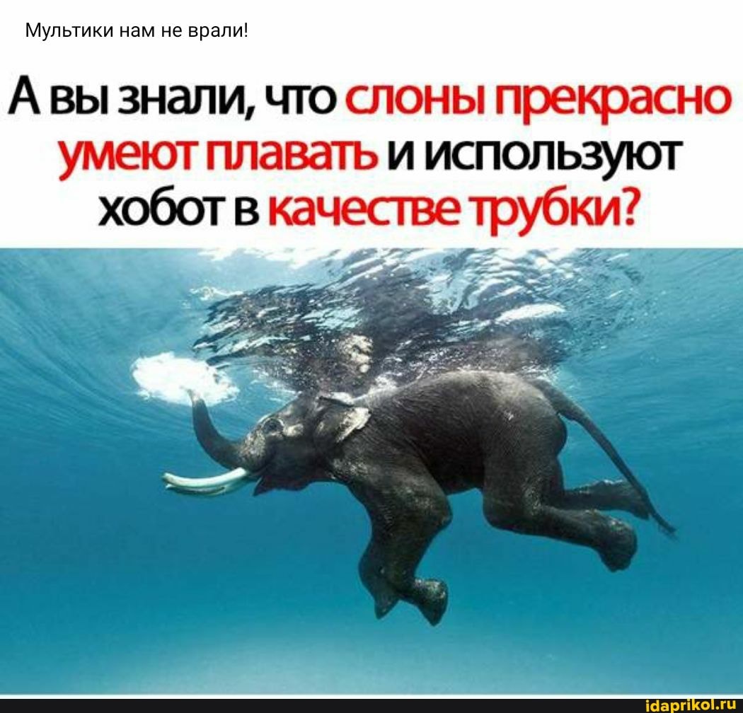 Мультики нам не врали!
А вы знали, что слоны прекрасно умеют плавать и используют хобот в качестве трубки?