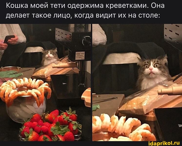 Кошка моей тети одержима креветками. Она делает такое лицо, когда видит их на столе: