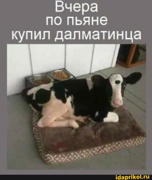 Вчера по пьяне купил далматинца