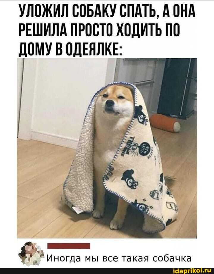 УЛОЖИЛ СОБАКУ СПАТЬ, А ОНА РЕШИЛА ПРОСТО ХОДИТЬ ПО ДОМУ В ОДЕЯЛКЕ:
Иногда мы все такая собачка