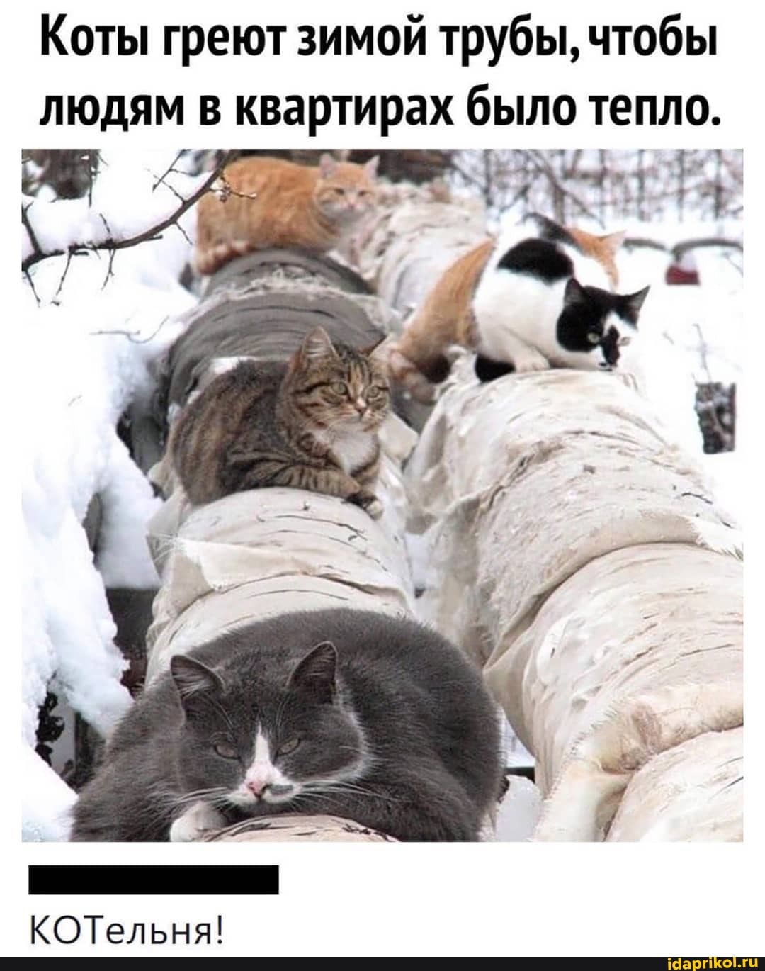 Коты греют зимой трубы, чтобы людям в квартирах было тепло.
КОТельня!