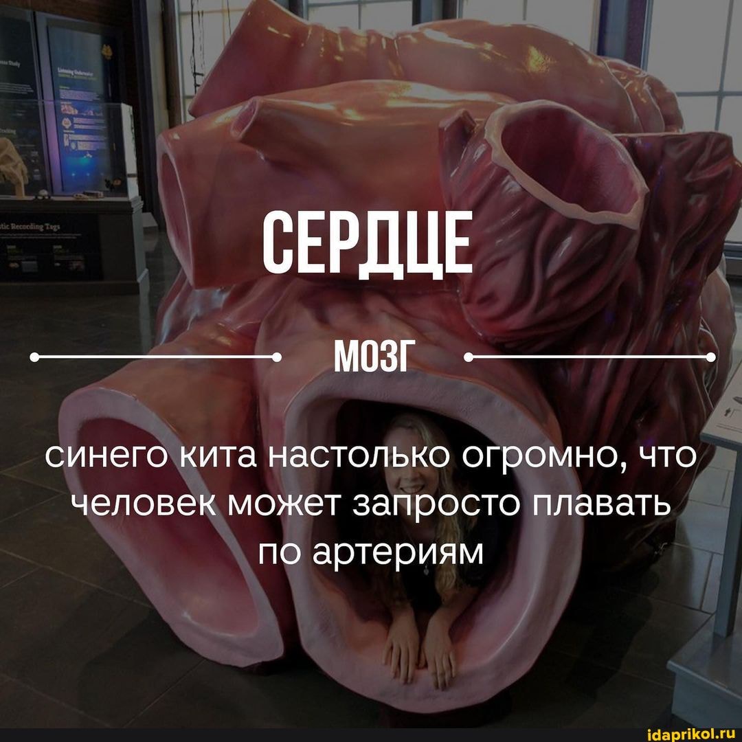 СЕРДЦЕ МОЗГ синего кита настолько огромно, что
человек может запросто плавать по артериям