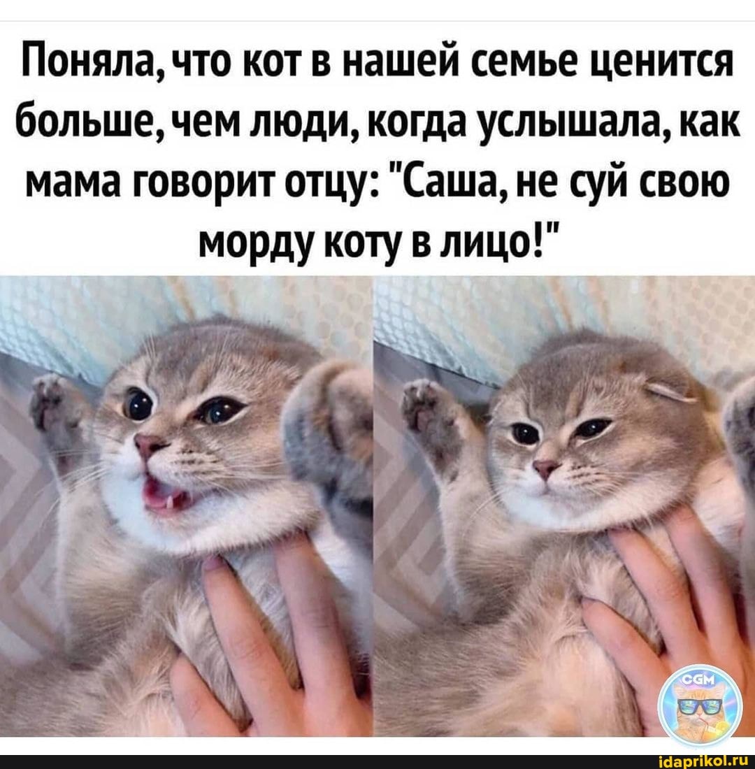 Поняла, что кот в нашей семье ценится больше, чем люди, когда услышала, как мама говорит отцу: "Саша, не суй свою морду коту в лицо!"