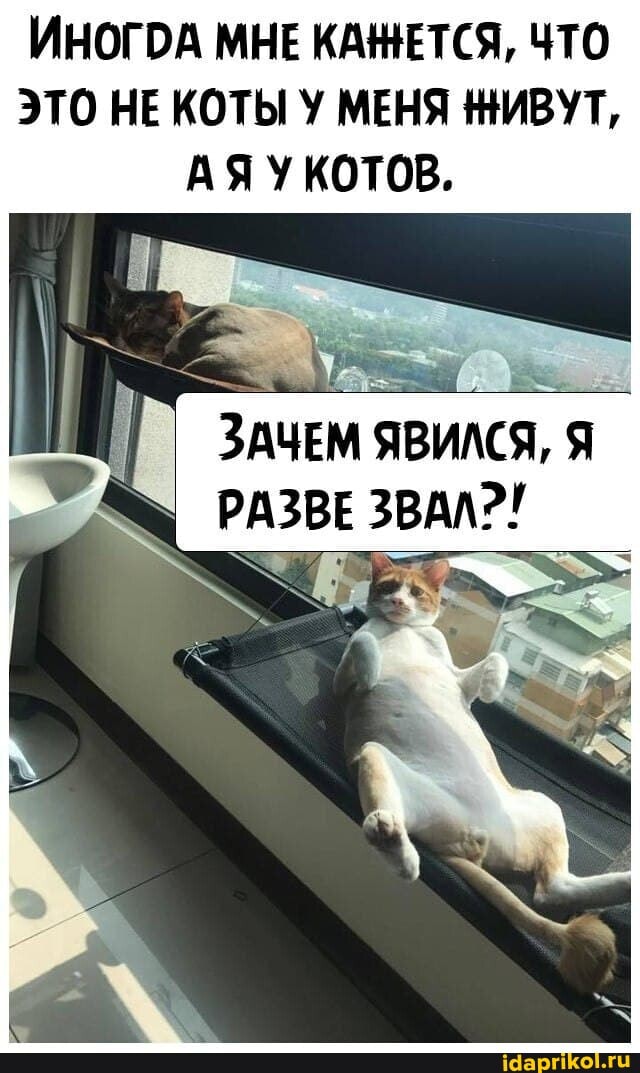 ИНОГОА МНЕ КАНЕТСЯ, ЧТО ЭТО НЕ КОТЫ У МЕНЯ НИВУТ,
АЯ У КОТОВ.
ЗАЧЕМ ЯВИЛСЯ, Я РАЗВЕ ЗВАЛ?!