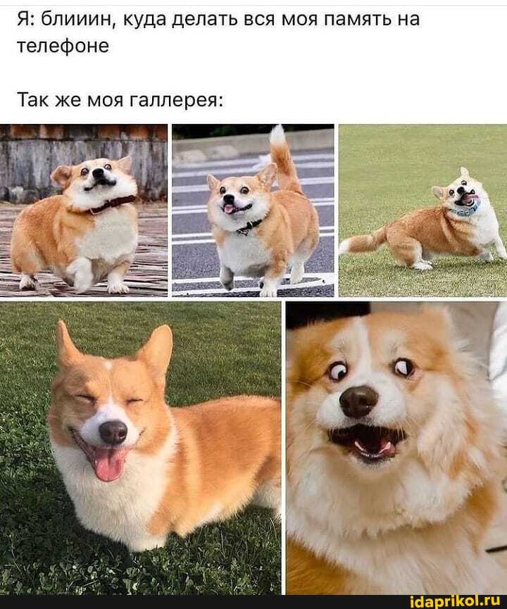 Я: блииин, куда делать вся моя память на телефоне
Так же моя галлерея:
