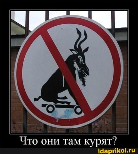 Что они там курят?
