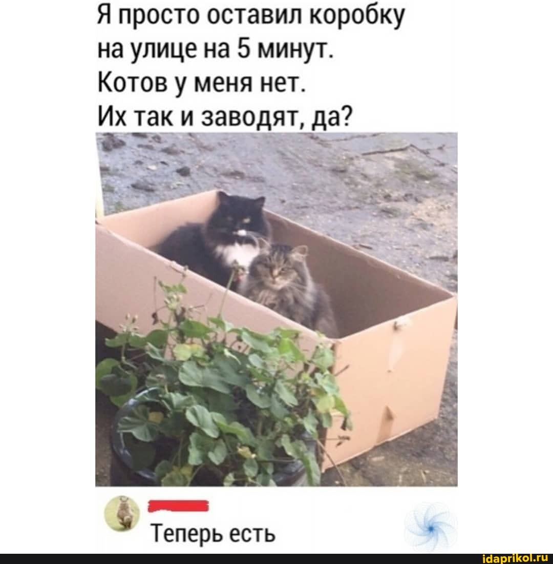 Я просто оставил коробку на улице на 5 минут.
Котов у меня нет.
Их так и заводят, да?
Теперь есть