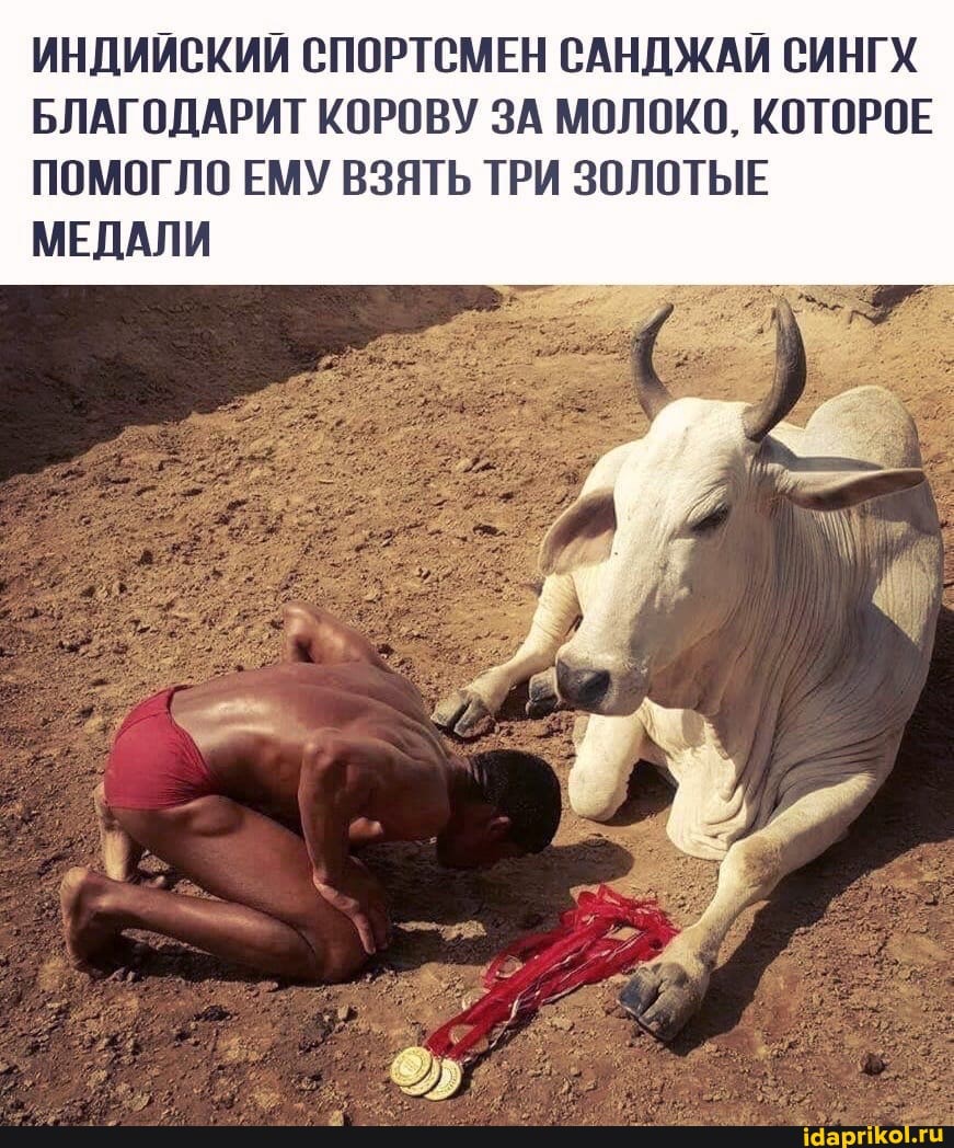 ИНДИЙСКИЙ СПОРТСМЕН САНДЖАЙ СИНГХ БЛАГОДАРИТ КОРОВУ ЗА МОЛОКО, КОТОРОЕ ПОМОГЛО ЕМУ ВЗЯТЬ ТРИ ЗОЛОТЫЕ МЕДАЛИ