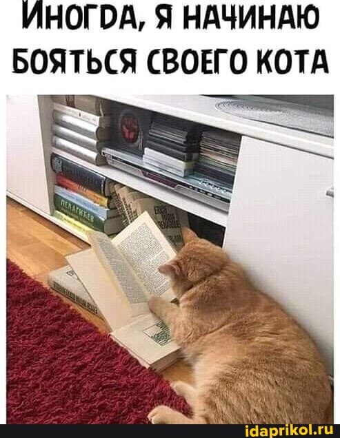 ИНОГОА, Я НАЧИНАЮ БОЯТЬСЯ СВОЕГО КОТА