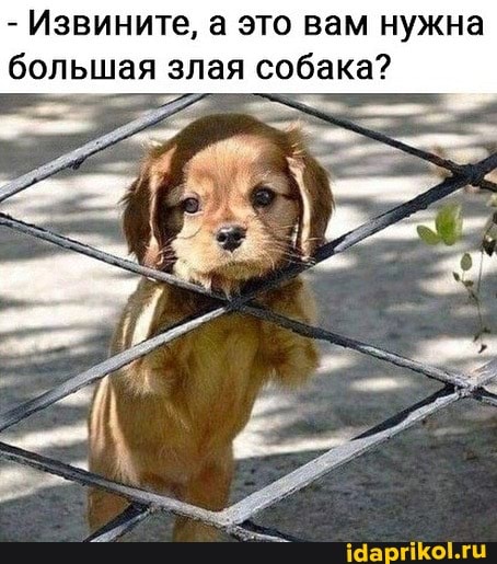 - Извините, а это вам нужна большая злая собака?