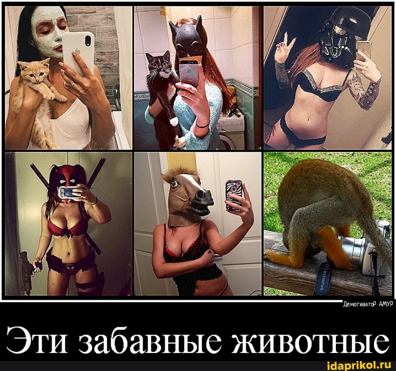 Эти забавные животные