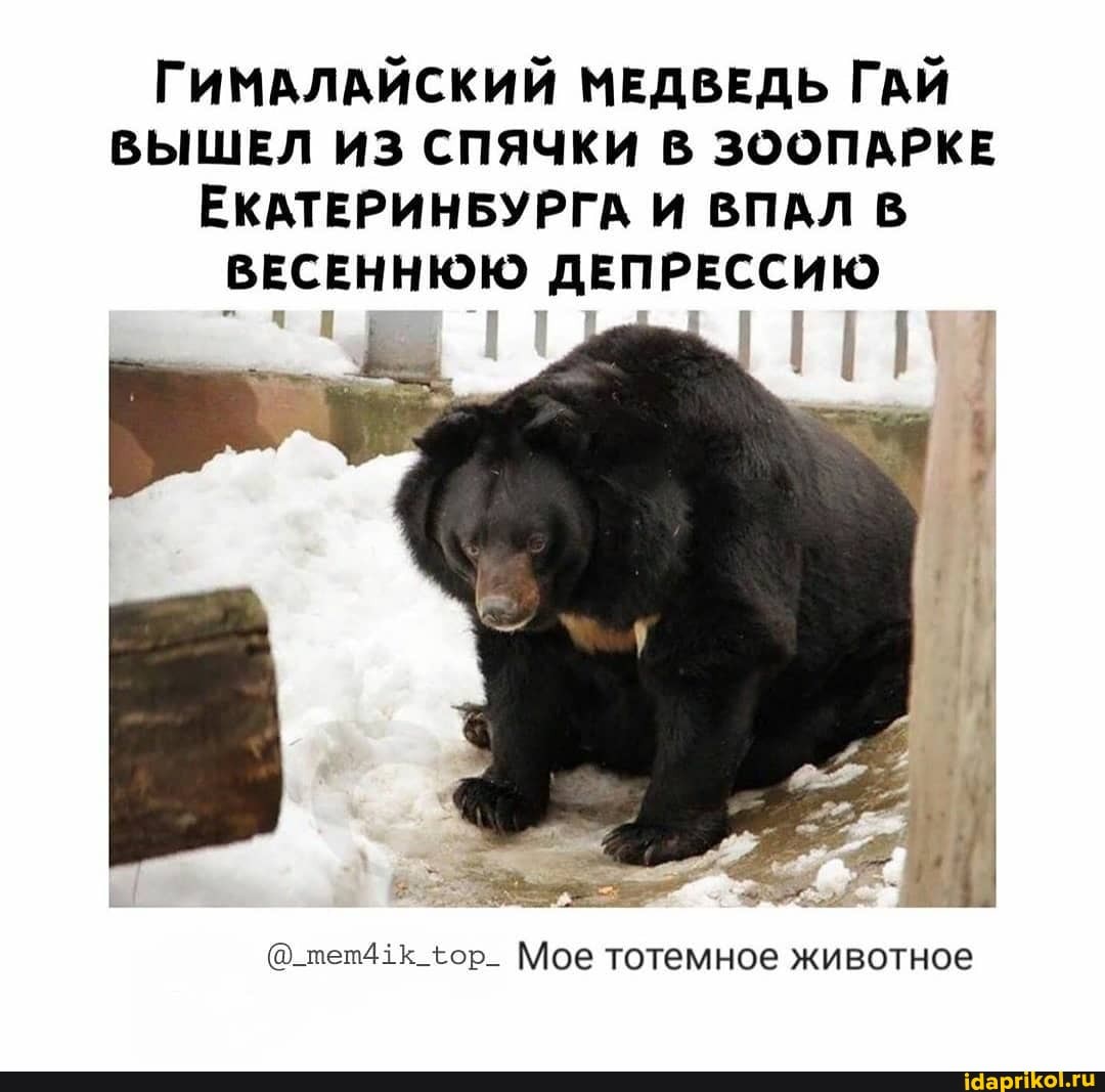 ГИМАЛАЙСКИЙ МЕДВЕДЬ ГАЙ
ВЫШЕЛ ИЗ СПЯЧКИ В ЗООПАРКЕ
ЕКАТЕРИНБУРГА И ВПАЛ В
ВЕСЕННЮЮ ДЕПРЕССИЮ
@_пеш41К_6ор_ Мое тотемное животное