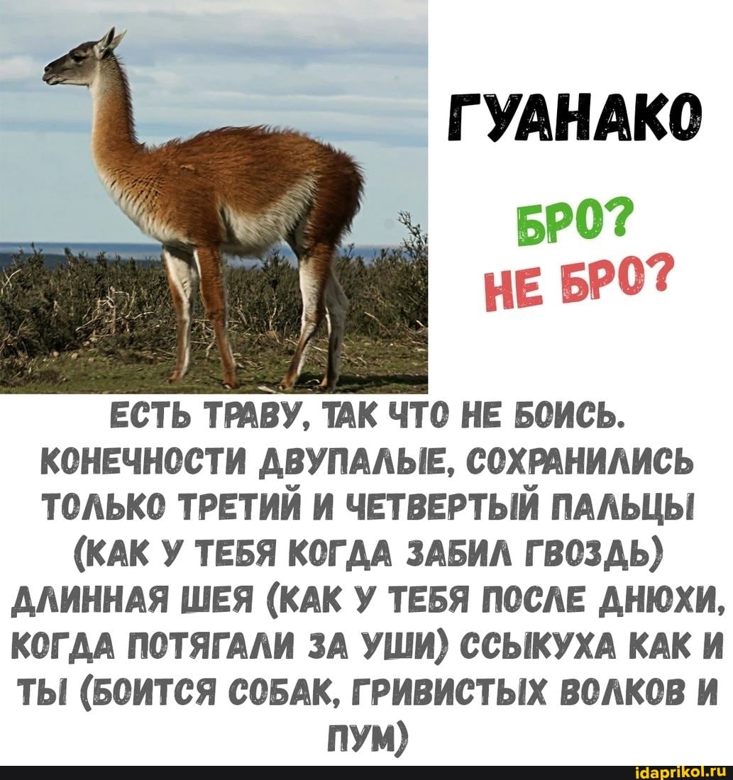 ГУАНАКО
НЕ
ЕСТЬ ТРАВУ, ТАК ЧТО НЕ БОИСЬ.
КОНЕЧНОСТИ ДВУПАЛЫЕ, СОХРАНИЛИСЬ ТОЛЬКО ТРЕТИЙ И ЧЕТВЕРТЫЙ ПАЛЬЦЫ
(КАК У ТЕБЯ КОГДА ЗАБИЛ ГВОЗДЬ)
ДЛИННАЯ ШЕЯ (КАК У ТЕБЯ ПОСЛЕ ДНЮХИ,
КОГДА ПОТЯГАЛИ ЗА УШИ) ССЫКУХА КАК И
ТЫ (БОИТСЯ СОБАК, ГРИВИСТЫХ ВОЛКОВ И
ПУМ)