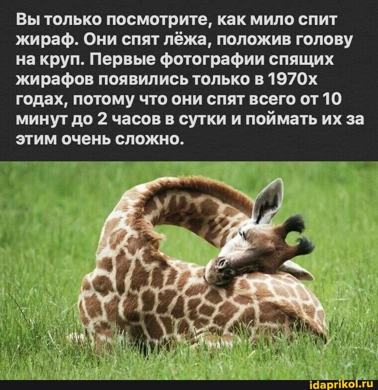 Вы только посмотрите, как мило спит жираф. Они спят лёжа, положив голову на круп. Первые фотографии спящих жирафов появились только в 1970х годах, потому что они спят всего от 10 минут до 2 часов в сутки и поймать их за этим очень сложно.