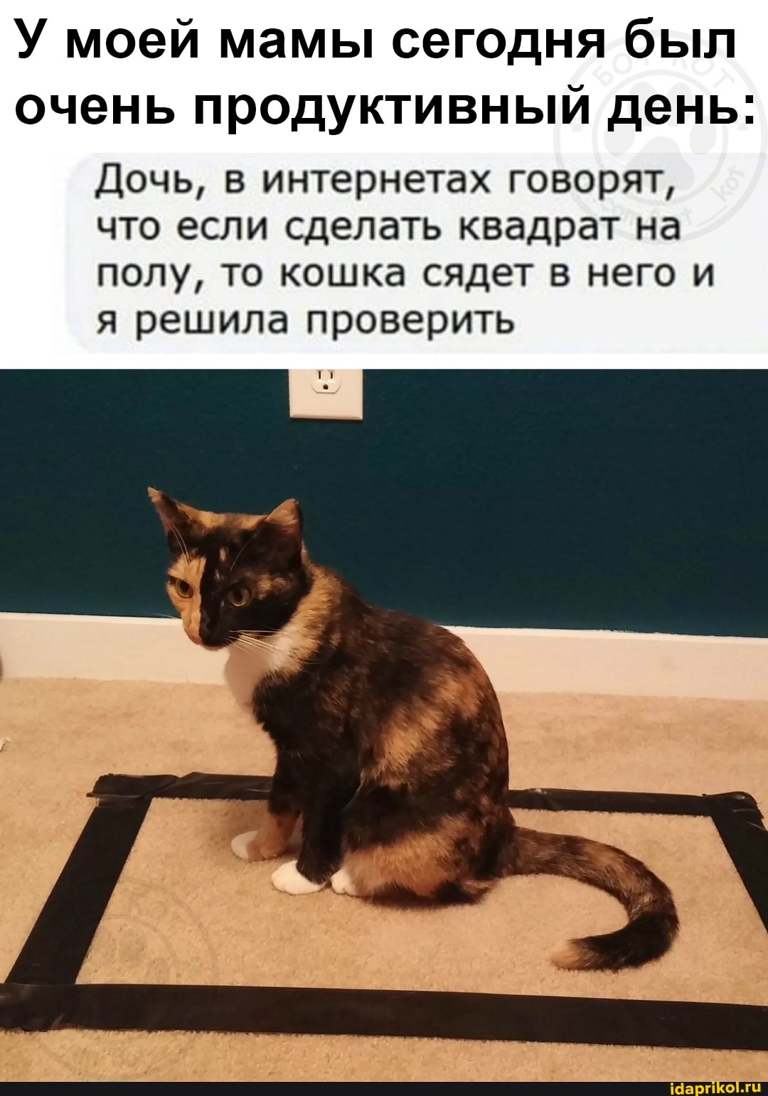 У моей мамы сегодня был очень продуктивный день:
Дочь, в интернетах говорят,
что если сделать квадрат на полу, то кошка сядет в него и я решила проверить