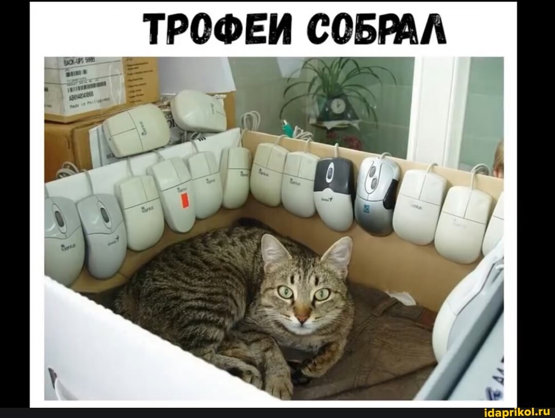 ТРОФЕИ СОБРАЛ
