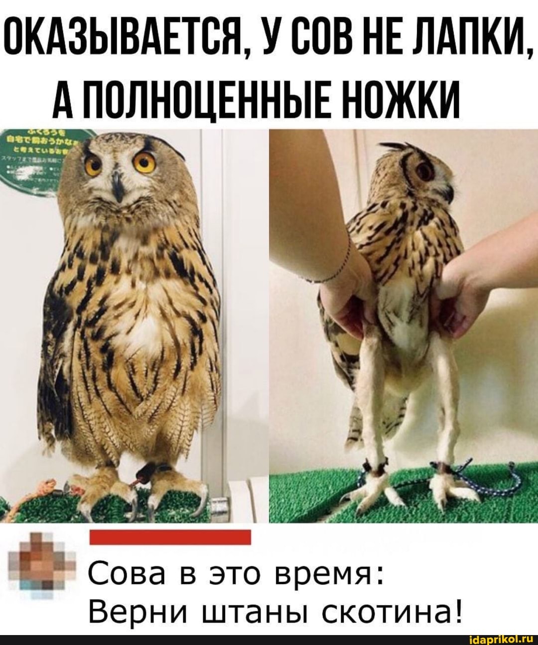 ОКАЗЫВАЕТСЯ, У СОВ НЕ ЛАПКИ,
ЦЕННЫЕ НОЖКИ
Сова в это время:
Верни штаны скотина!