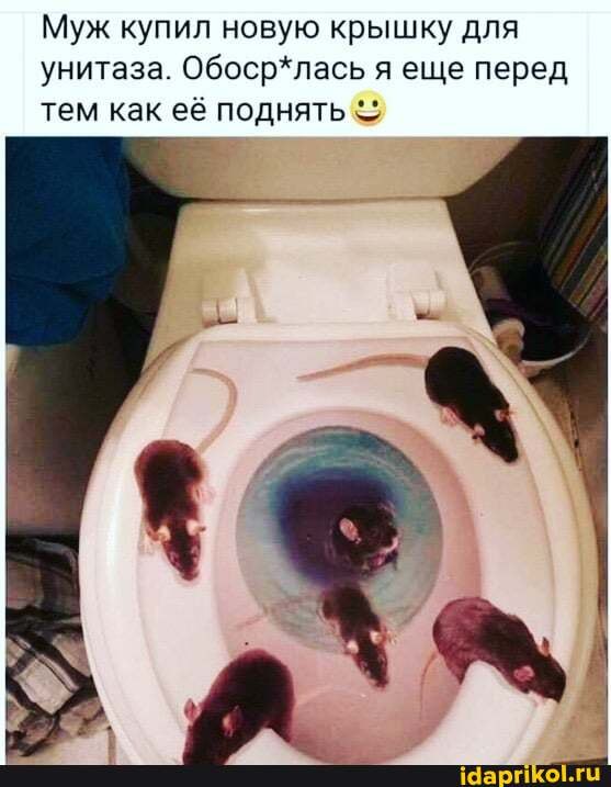 Муж купил новую крышку для унитаза. Обоср*лась я еще перед тем как её поднять