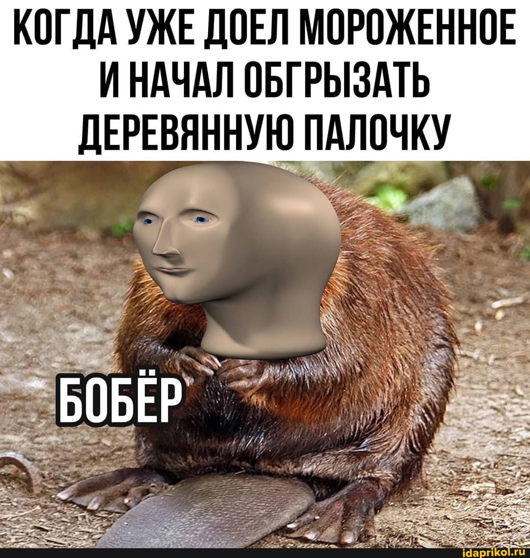 КОГДА УЖЕ ДОЕЛ МОРОЖЕННОЕ НАЧАЛ ОБГРЫЗАТЬ ДЕРЕВЯННУЮ ПАЛОЧКУ
БОБЕР
