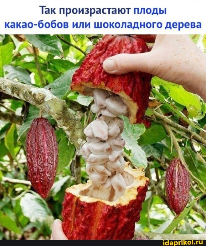 Так произрастают плоды какао-бобов или шоколадного дерева