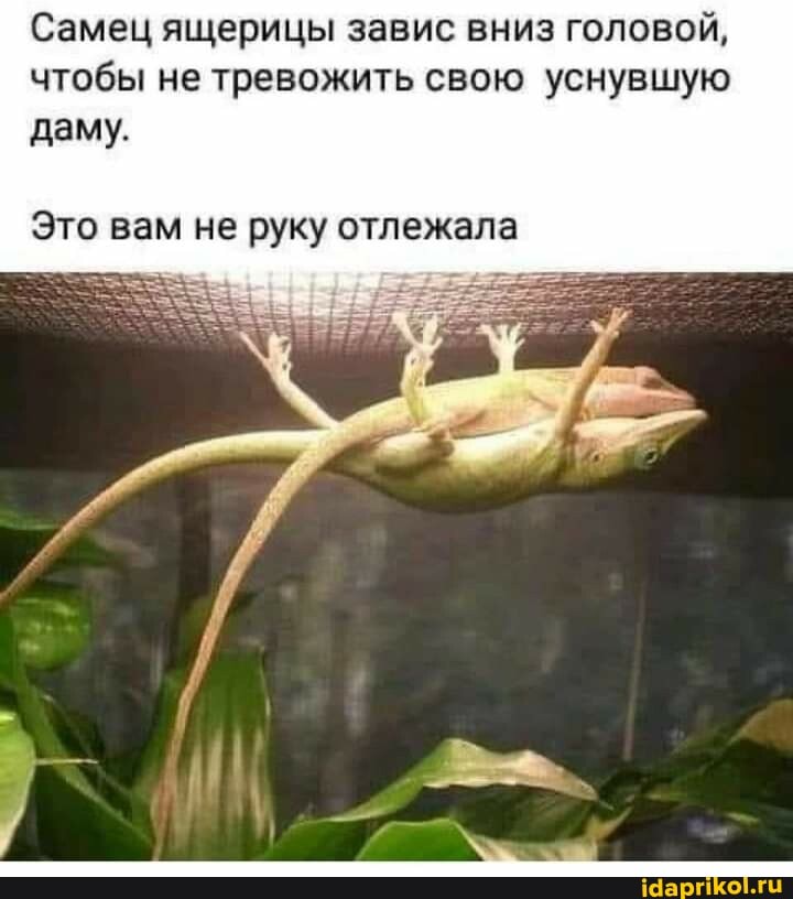 Самец ящерицы завис вниз головой, чтобы не тревожить свою уснувшую
даму.
Это вам не руку отлежала