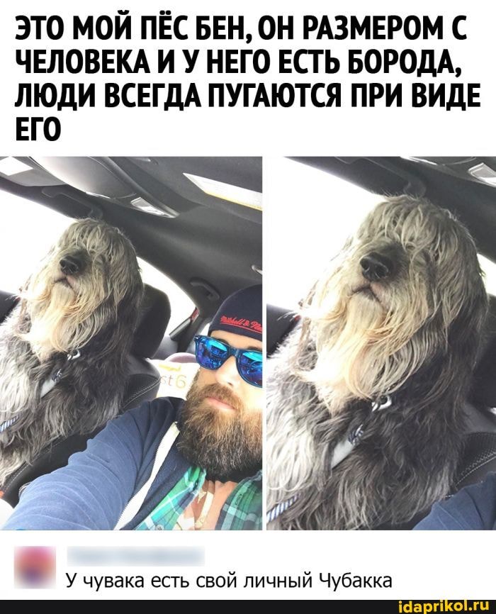ЭТО МОЙ ПЁС БЕН, ОН РАЗМЕРОМ С
ЧЕЛОВЕКА И У НЕГО ЕСТЬ БОРОДА,
ЛЮДИ ВСЕГДА ПУГАЮТСЯ ПРИ ВИДЕ ЕГО
9 У чувака есть свой личный Чубакка