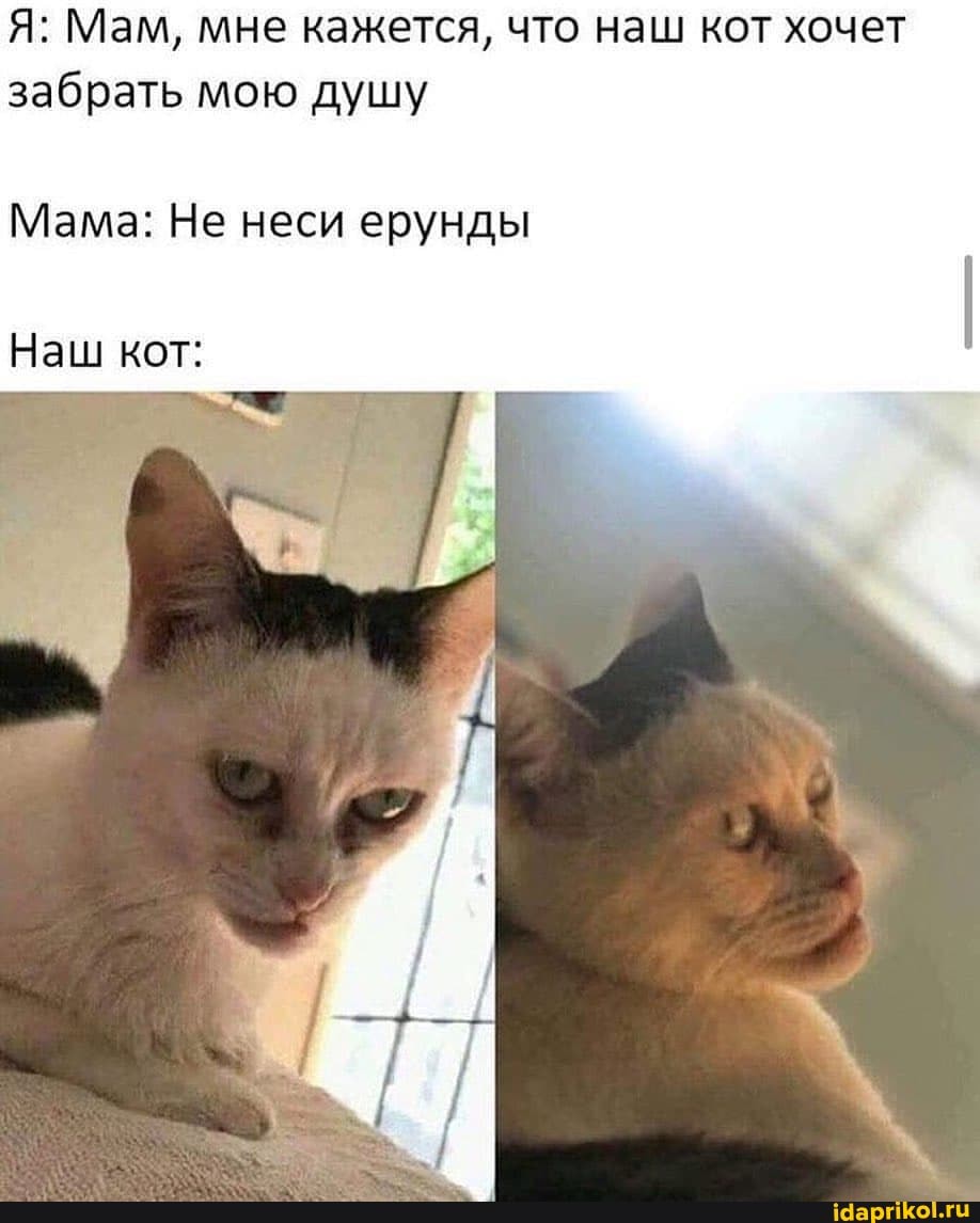 Я: Мам, мне кажется, что наш кот хочет забрать мою душу
Мама: Не неси ерунды
Наш кот:
Гр