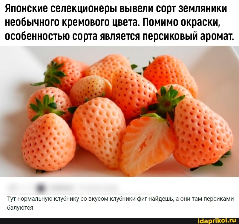 Японские селекционеры вывели сорт земляники необычного кремового цвета. Помимо окраски, особенностью сорта является персиковый аромат.
Тут нормальную клубнику со вкусом клубники фиг найдешь, а они там персиками балуются