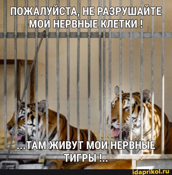 ПОЖАЛУЙСТА, НЕ РАЗРУШАЙТЕ МОИ НЕРВНЫЕ КЛЕТКИ !
ТАМ ЖИВУТ МОИ НЕРВНЫЕ ТИГРЫ
