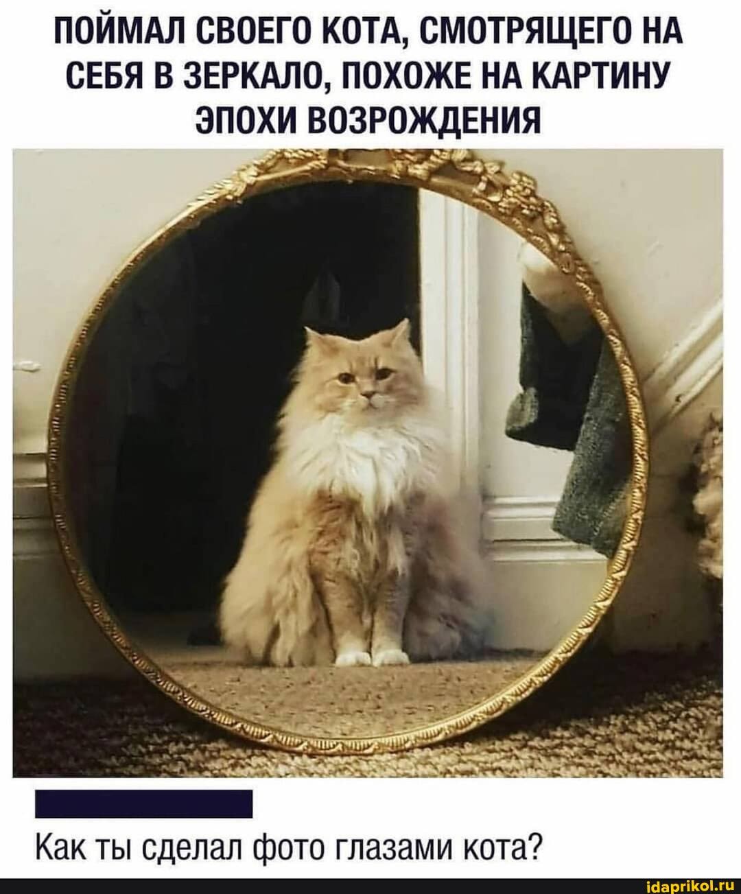 ПОЙМАЛ СВОЕГО КОТА, СМОТРЯЩЕГО НА СЕБЯ В ЗЕРКАЛО, ПОХОЖЕ НА КАРТИНУ эпохи ВОЗРОЖДЕНИЯ
Как ты сделал фото глазами кота?