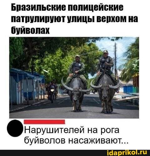 Бразильские полицейские патрулируют улицы верхом на буйволах
Нарушителей на рога