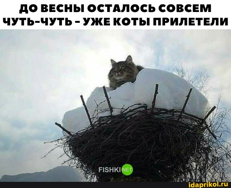 ДО ВЕСНЫ ОСТАЛОСЬ СОВСЕМ ЧУТЬ-ЧУТЬ - УЖЕ КОТЫ ПРИЛЕТЕЛИ